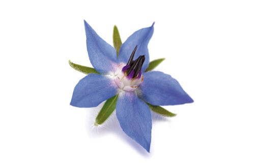 Bourrache-ingredients Bourrache-ingredients