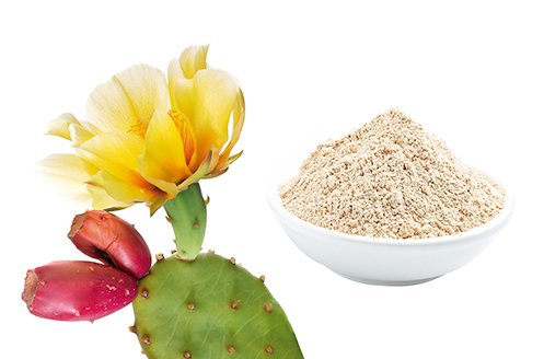 chitosan-ingredients