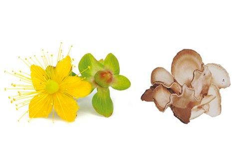 neurolicine-ingredients